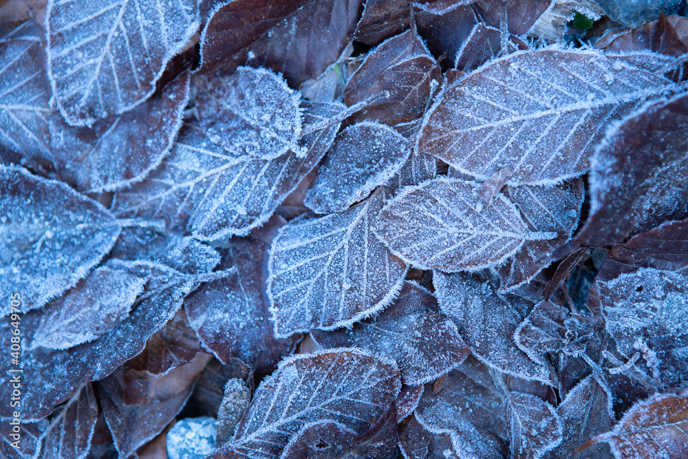 Autumn leaves in first early frost. Leaves in hoarfrost. Frosty white pattern on brown autumn leaves. Late autumn and early winter nature. Natural plant background. November and December. First frosts