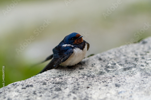 A little colorful swallow sitting quietly on the concrete.