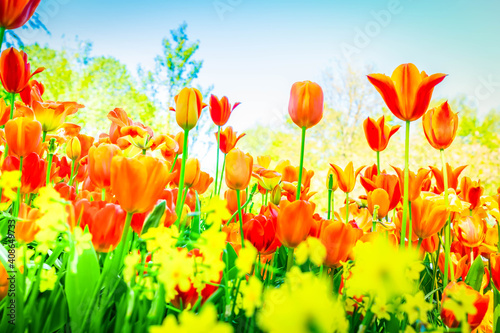 Fototapeta Naklejka Na Ścianę i Meble -  Tulips garden flowerbed