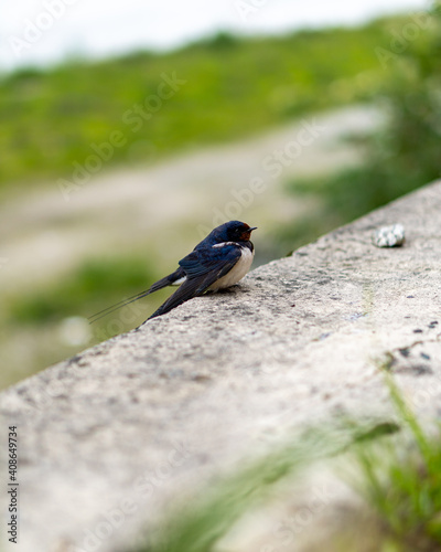 Little swallow sitting on concrete.