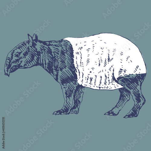 Malayan tapir (Tapirus indicus). Hand drawn monochrome rough sketch.