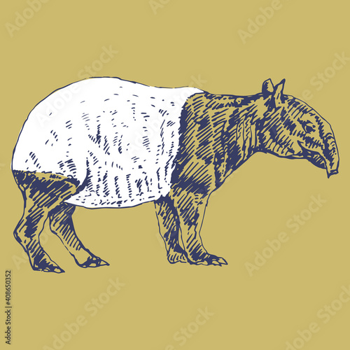 Malayan tapir (Tapirus indicus). Hand drawn rough sketch.
