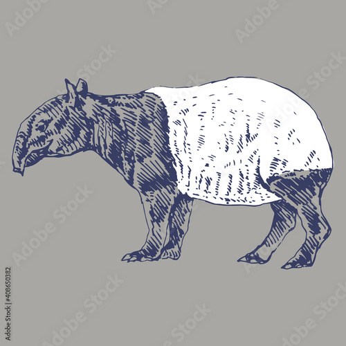 Malayan tapir (Tapirus indicus). Hand drawn monochrome rough sketch.