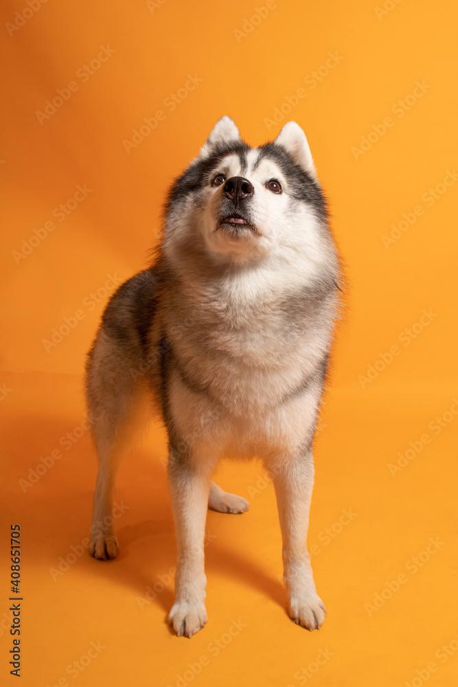 Obraz premium Perro husky confundido parado sobre fondo amarillo 3