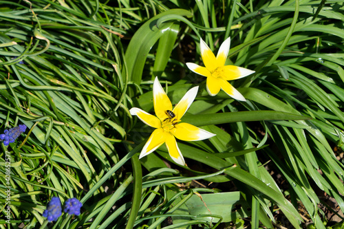 Wild-Tulpe Tulipa Tarda Dasystemon, voll aufgeblüht gelb, mit Biene photo