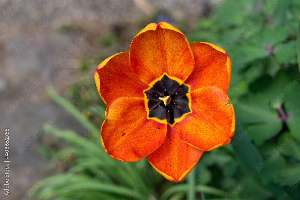 Tulpe, Darwin-Hybride, voll aufgeblüht, orange, im Garten, nah, von oben Tulpe, Darwin-Hybride, voll aufgeblüht, orange, im Garten, nah, von oben