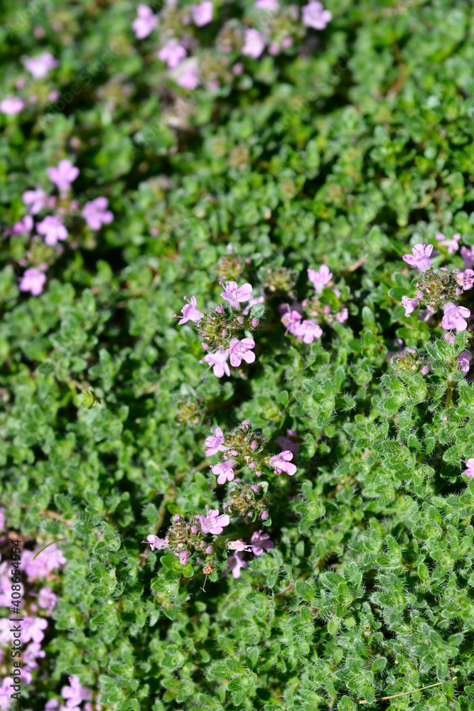 Obraz premium Wild thyme