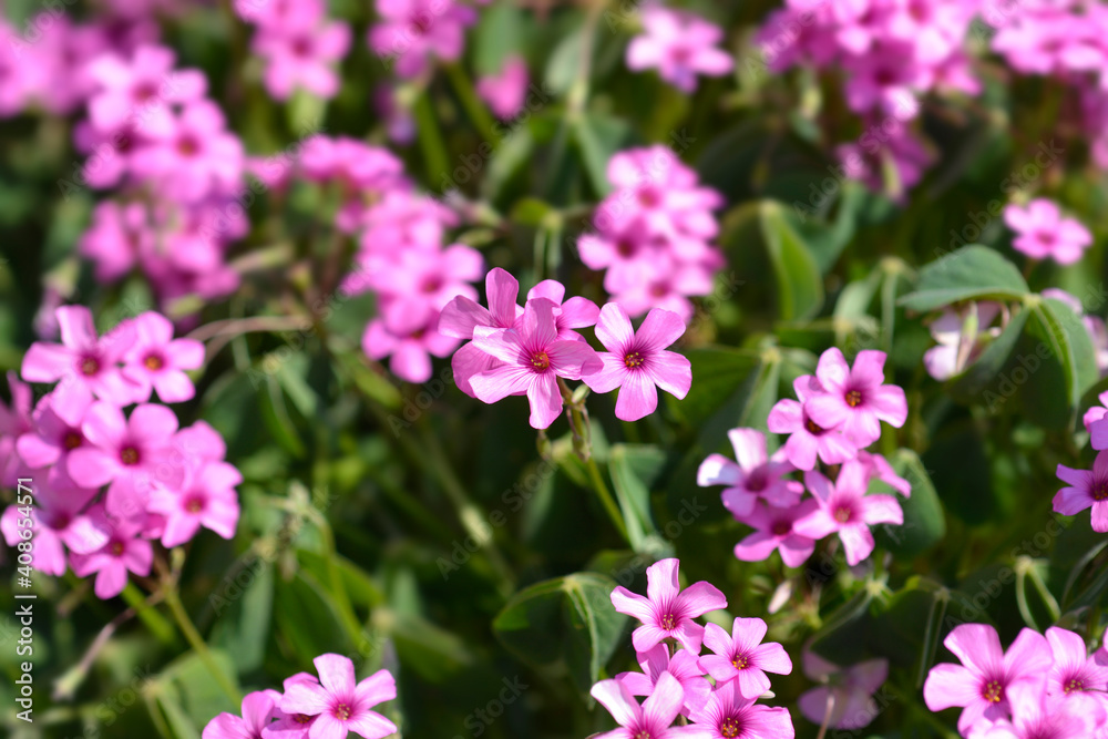 Pink wood sorrel