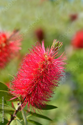 Crimson bottlebrush