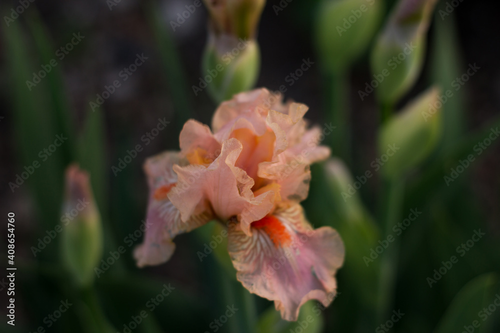 Fototapeta premium Blossoming cream beige iris flower close-up