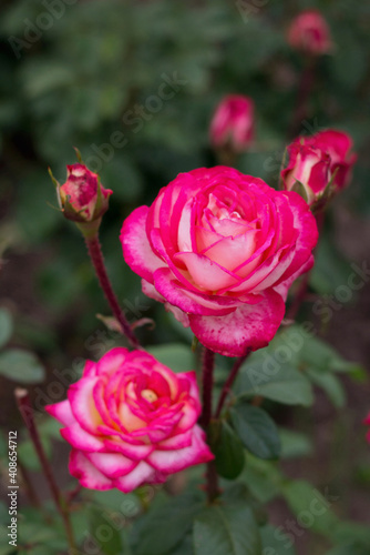 Bush of red white roses