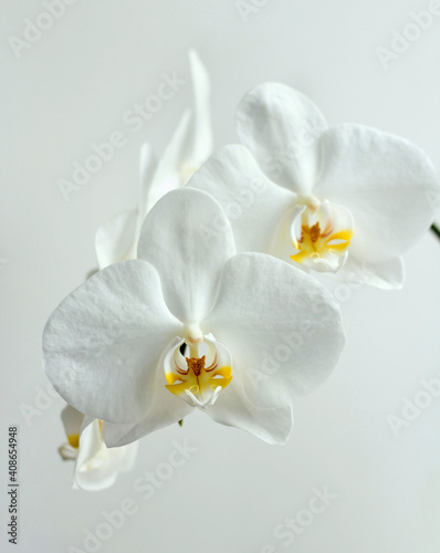Festive white orchids