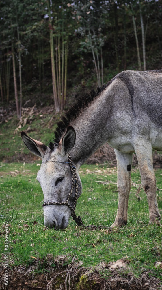 Burro de campo