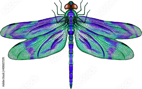 purple and blue dragonfly with delicate wings vector illustration
