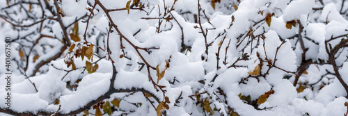 Snow on the branches of trees and bushes after a snowfall. Beautiful winter background with snow-covered trees. Plants in a winter forest park. Cold snowy weather. Cool texture of fresh snow. Panorama