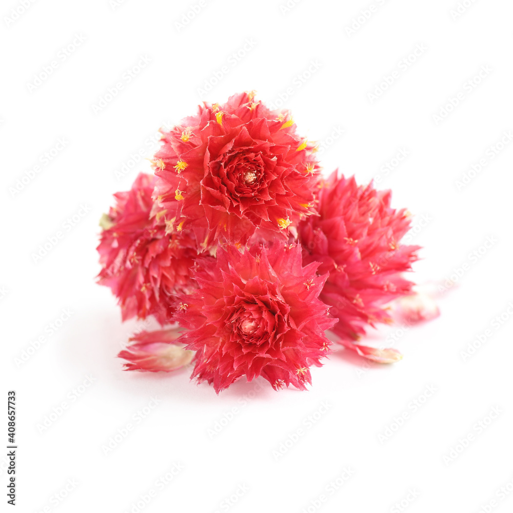 Beautiful red gomphrena flowers on white background