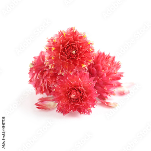 Beautiful red gomphrena flowers on white background