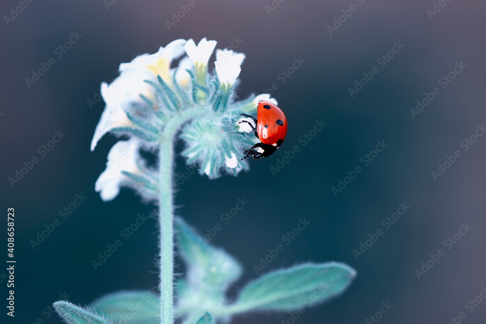 Beautiful ladybug on leaf defocused background Beautiful ladybug on leaf defocused background