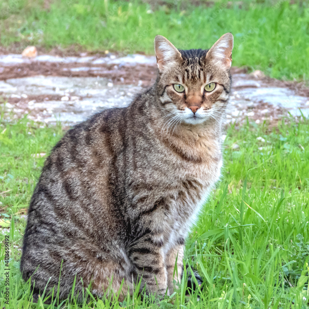 Chat au yeux verts