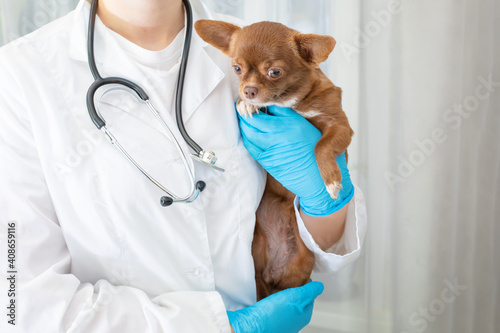 A veterinarian examines a chihuahua puppy with a stethoscope. Selective focus on the dog.