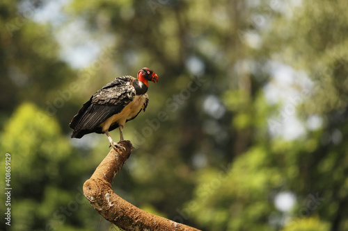 King Vulture (Sarcoramphus Papa) on a Branch, San Pedrillo, Corcovado, Costa Rica.King Vulture, is the most strikingly colored bird in vulture family photo