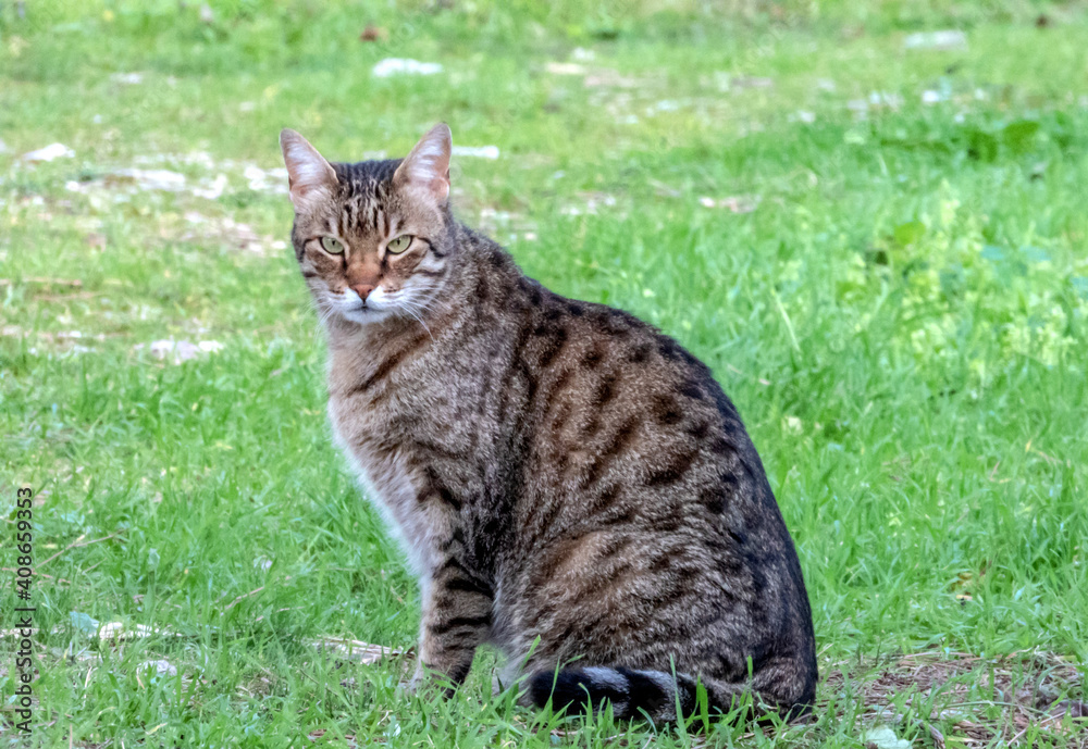 Chat au yeux verts