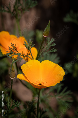 Californian poppy, bright orange