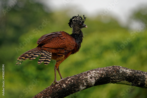 Great Curassow - Crax rubra large, pheasant-like great bird from the Neotropical rainforests, from Mexico, through Central America to Colombia and Ecuador, brown bird in the rain with the crest photo