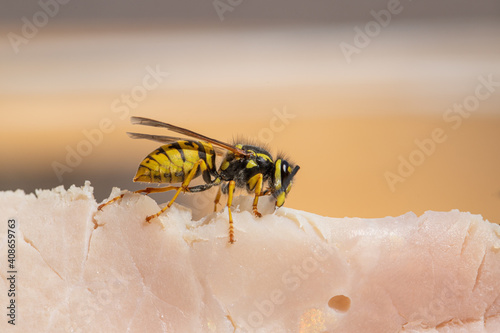 Wasp feasts on ham