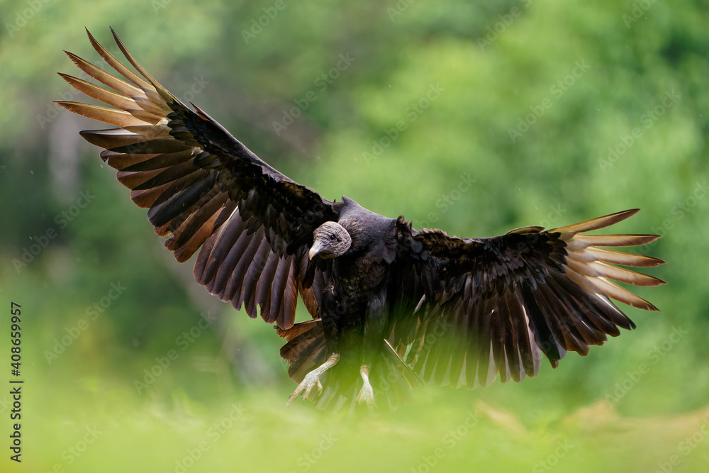 Obraz premium Black vulture - Coragyps atratus or American black vulture, bird in the vulture family, from the United States to Peru, Chile and Uruguay in South America. Flying and landing in the tropical forest