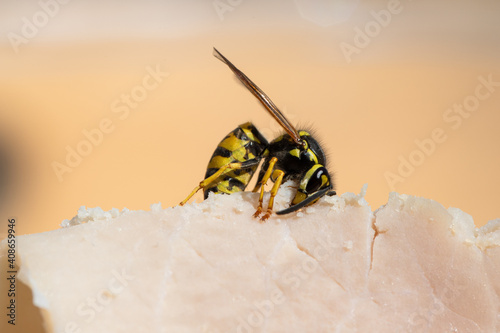 Wasp feasts on ham