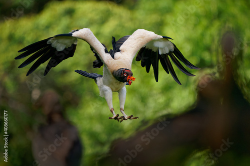 King Vulture - Sarcoramphus papa big bird of prey, 
family Cathartidae, black and white body, red, orange head, beak and throat. Wide wings flying and landing in rainy tropical weather