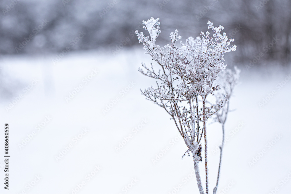 Lonely frozen branch or flower in ice crystals on a snowy background. Beauty in nature, lightness and tenderness. Natural minimalist style poster. Monochrome. Copy space, room for text.