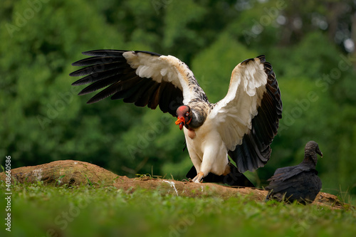 King Vulture - Sarcoramphus papa big bird of prey, family Cathartidae, black and white body, red, orange head, beak and throat. Wide wings flying and landing in rainy tropical weather