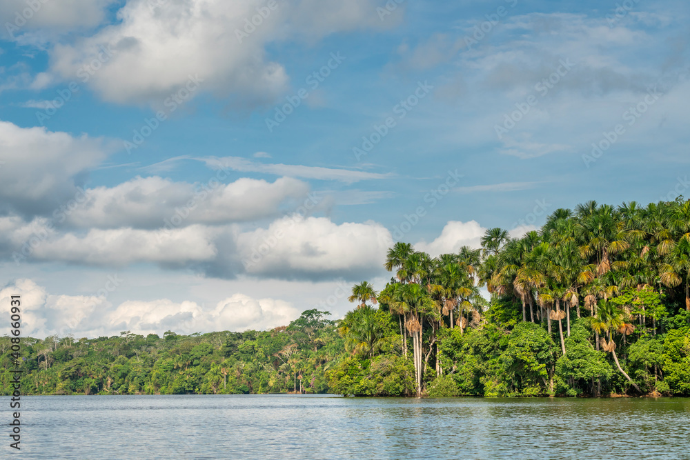 Aguaje Palm trees by Lake Sandoval, Tambopata Nature Reserve, Puerto Maldonado, Madre de Dios, Peru Aguaje Palm trees by Lake Sandoval, Tambopata Nature Reserve, Puerto Maldonado, Madre de Dios, Peru