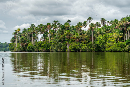 Aguaje Palm trees by Lake Sandoval, Tambopata Nature Reserve, Puerto Maldonado, Madre de Dios, Peru photo