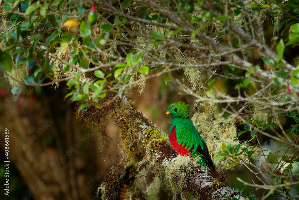 Resplendent Quetzal - Pharomachrus mocinno bird in the trogon family, found from Mexico to Panama, well known for its colorful plumage, long tail and eating wild avocado, green and red