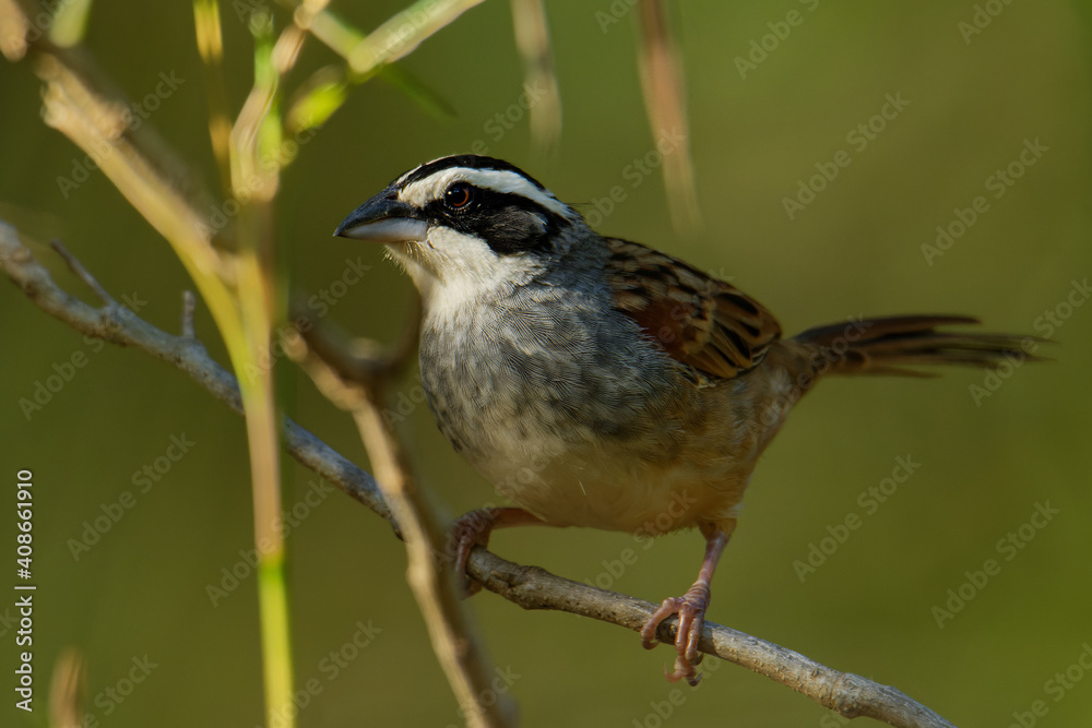 Peucaea ruficauda - Stripe-headed Sparrow breeds from Mexico, including the transverse ranges, Cordillera Neovolcanica to Pacific coastal northern Costa Rica, brown small bird on Peucaea ruficauda - Stripe-headed Sparrow breeds from Mexico, including the transverse ranges, Cordillera Neovolcanica to Pacific coastal northern Costa Rica, brown small bird on