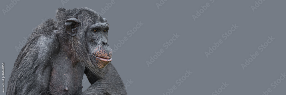 Banner with a portrait of smart looking chimpanzee closeup with copy space and solid background. Concept of wildlife conservation, biodiversity and animal intelligence. Banner with a portrait of smart looking chimpanzee closeup with copy space and solid background. Concept of wildlife conservation, biodiversity and animal intelligence.