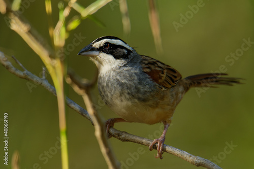 Peucaea ruficauda - Stripe-headed Sparrow breeds from Mexico, including the transverse ranges, Cordillera Neovolcanica to Pacific coastal northern Costa Rica, brown small bird on 