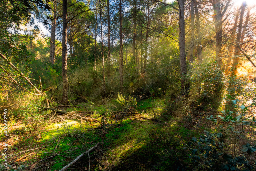 Paisaje bosque