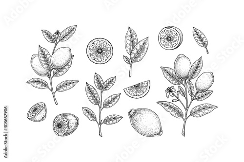 Hand drawn set of lemon design elements. Whole lemon, slice, branch with flower and leaves. Vector illustration in sketch style. Immunity booster plant.