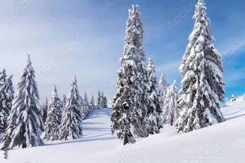 Winter landscape with snow covered spruce forest in mountains. Clear blue skies with sunlight.