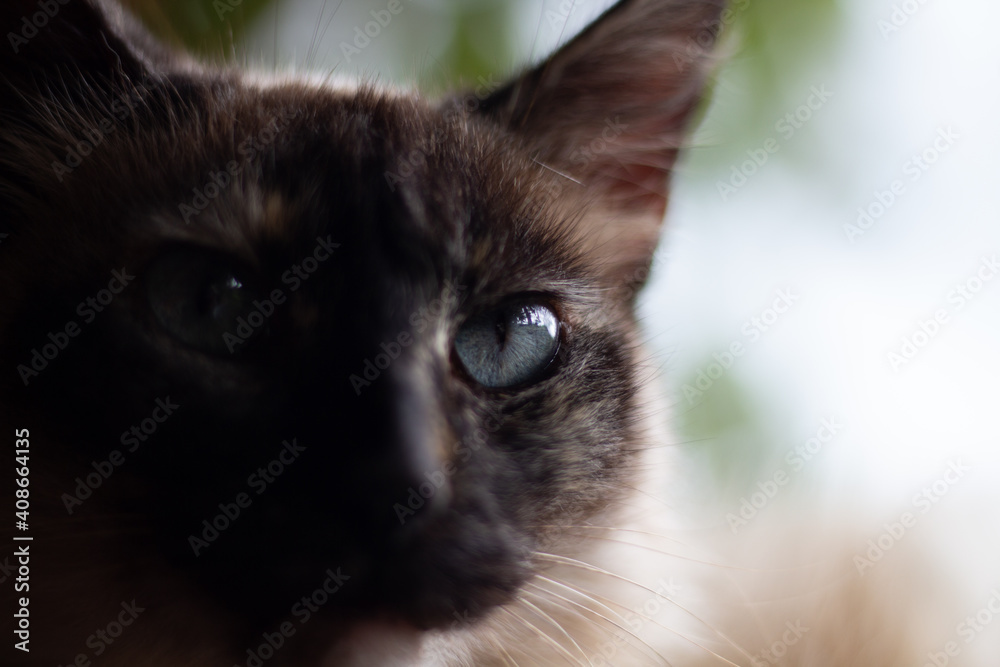 Gato olho azul