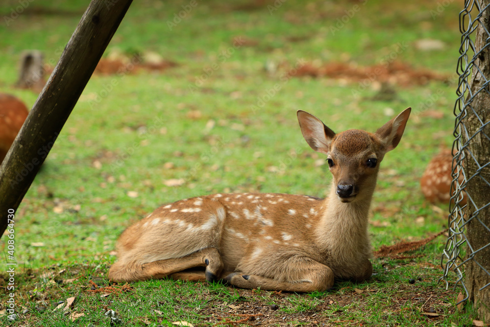 Fototapeta premium 奈良の日常