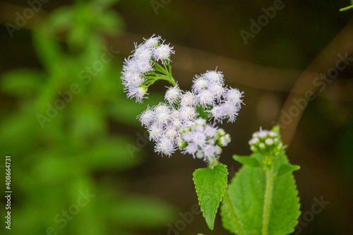 White Ageratina, snakeroot, perennial flower in garden. photo