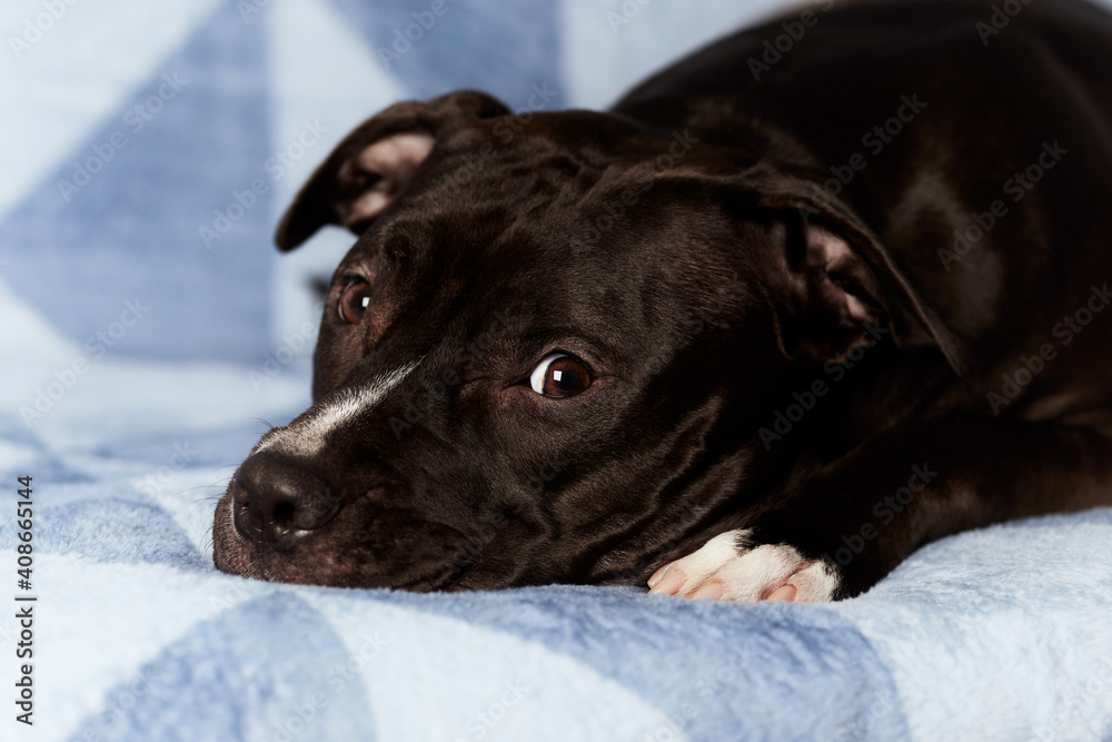American pit bull terrier on bright background. Close up. American pit bull terrier on bright background. Close up.