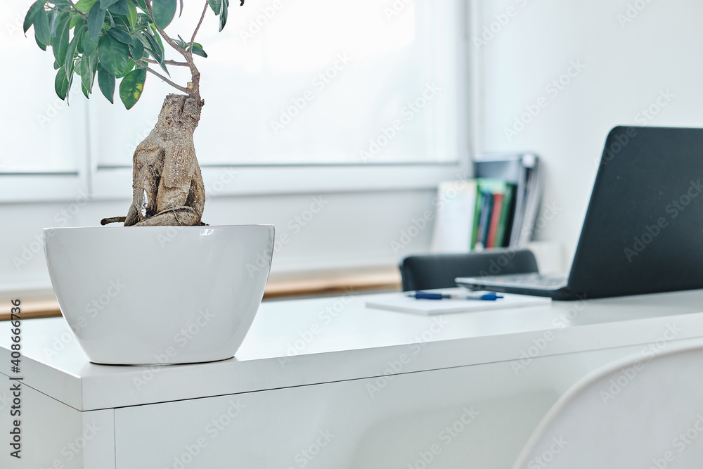 A bonsai on a white table with books in front of it A bonsai on a white table with books in front of it