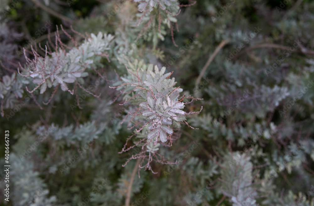 Exotic acacias. Closeup view of an Acacia baileyana Rubra. Selective focus on its beautiful gray color leaves texture and pattern. Exotic acacias. Closeup view of an Acacia baileyana Rubra. Selective focus on its beautiful gray color leaves texture and pattern.