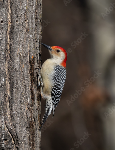 Adult male Red-bellied Woodpecker on tree